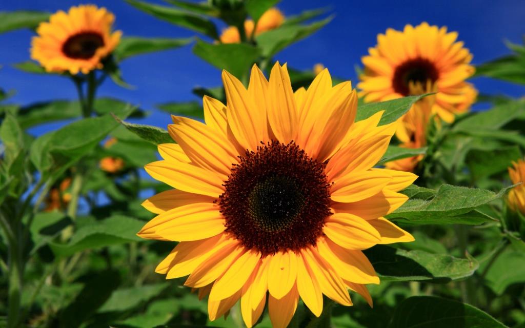 Girasole Girasole