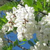 acacia acacia