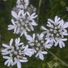coriandolo coriandolo