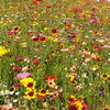 millefiori millefiori